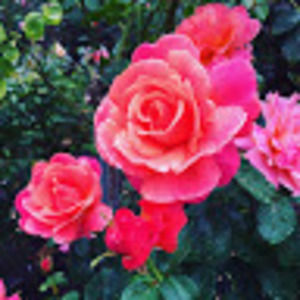 Meet your Posher, Kaila